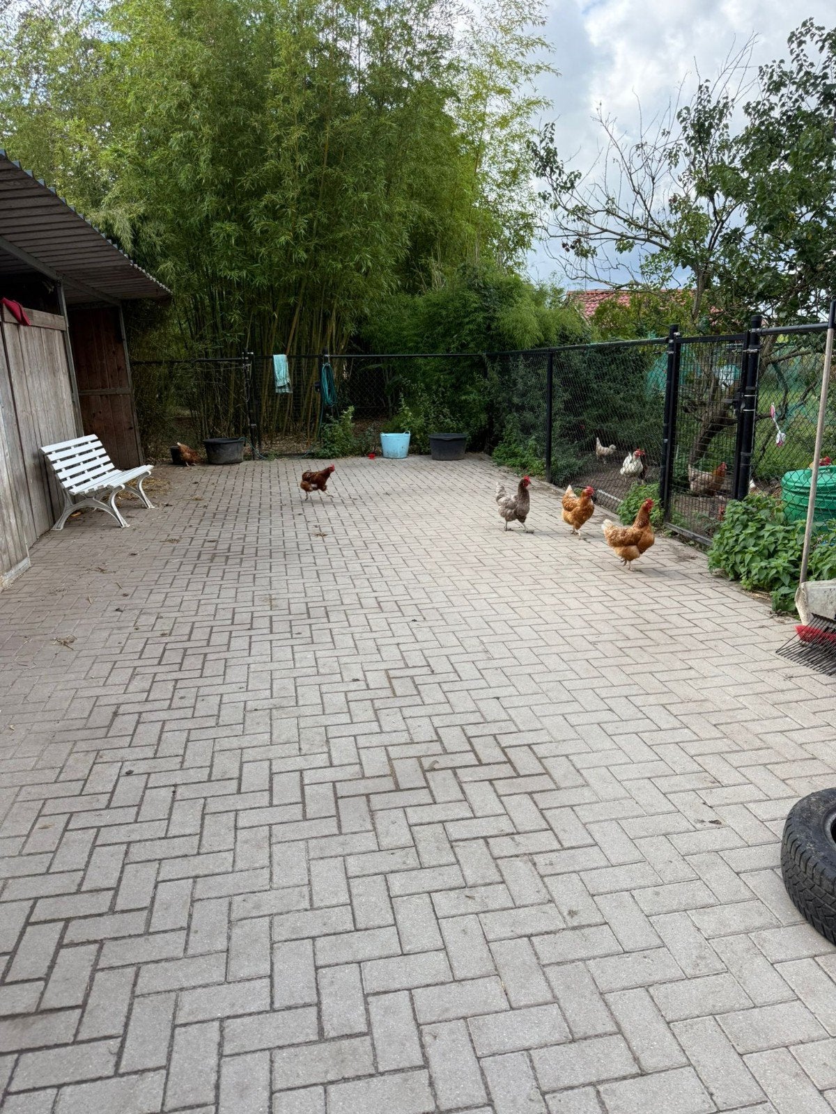 25 kippen, Meerdere dieren, Kip