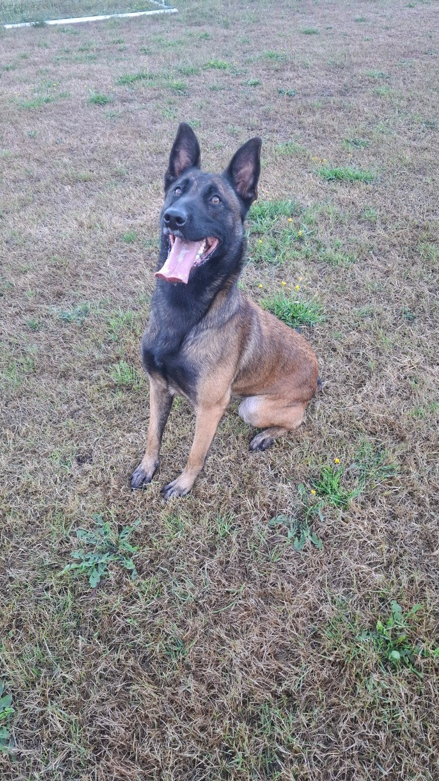 dekreu gezocht voor onze mechelse herder., Dieren en Toebehoren, Reu, 1 tot 2 jaar, Eén hond, Nederland
