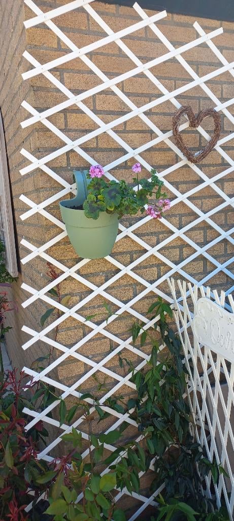 Wit klimrek planten, Ophalen, Nieuw