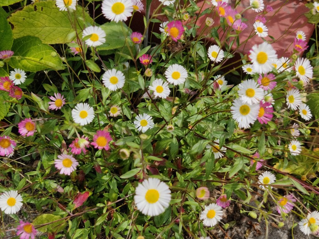 (Muur)fijnstraal - Erigeron, Ophalen, Vaste plant, Overige soorten, Volle zon
