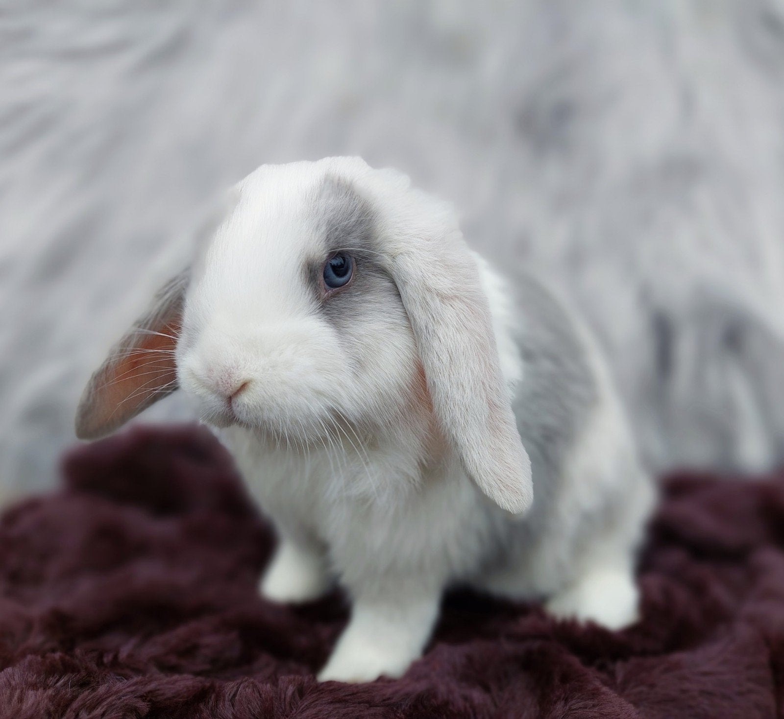 Prachtige raszuivere NHD konijn, Dieren en Toebehoren, Konijnen, Hangoor