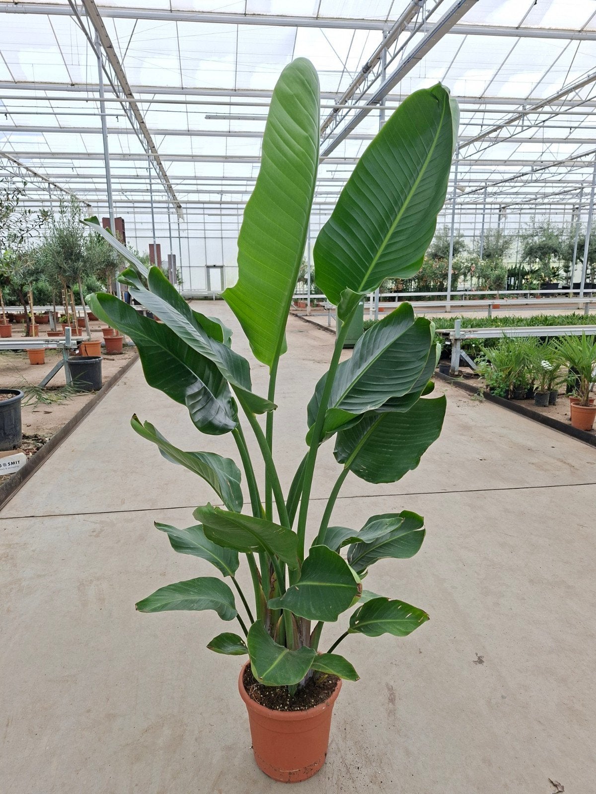 Strelitzia Augusta - kamerplant 1.60/1.70 mtr, Huis en Inrichting, Ophalen, Halfschaduw, 150 tot 200 cm