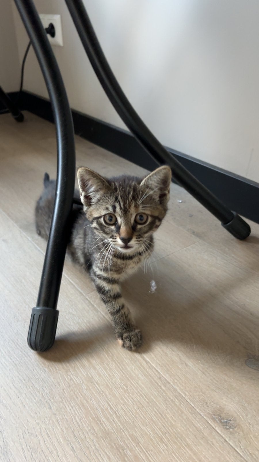 Kitten 8 weken, Poes, Kortharig, 0 tot 2 jaar