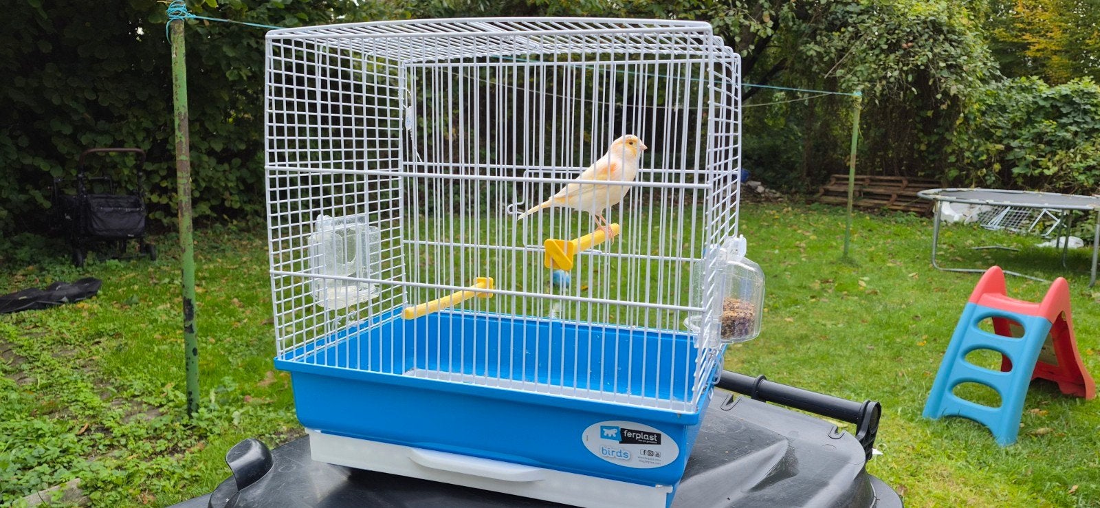 kanarie met nieuwe kooi, Dieren en Toebehoren, Mannelijk, Zangkanarie