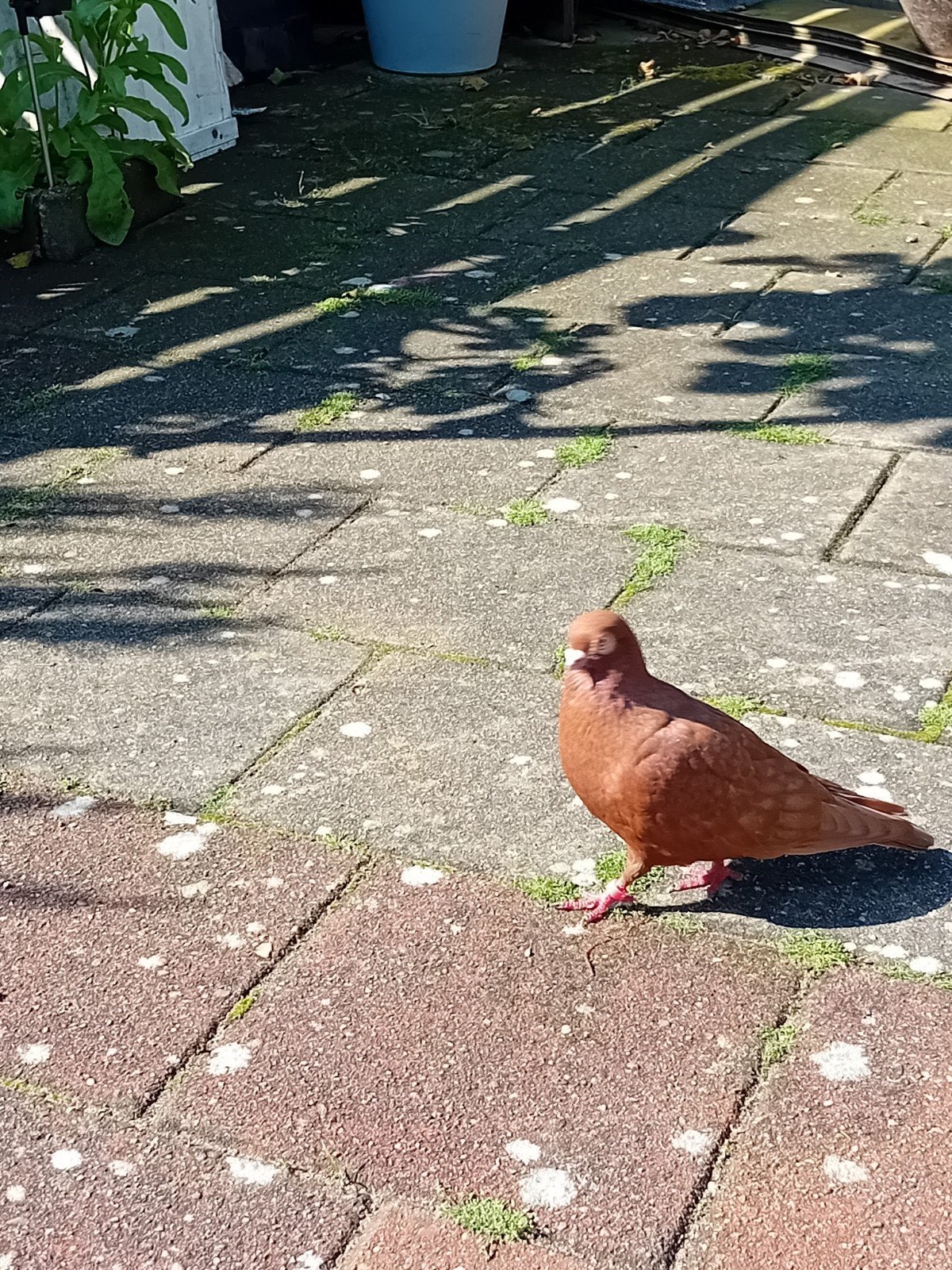 Jonge Sierduiven, 5 stuks, Dieren en Toebehoren, Meerdere dieren, Overige soorten