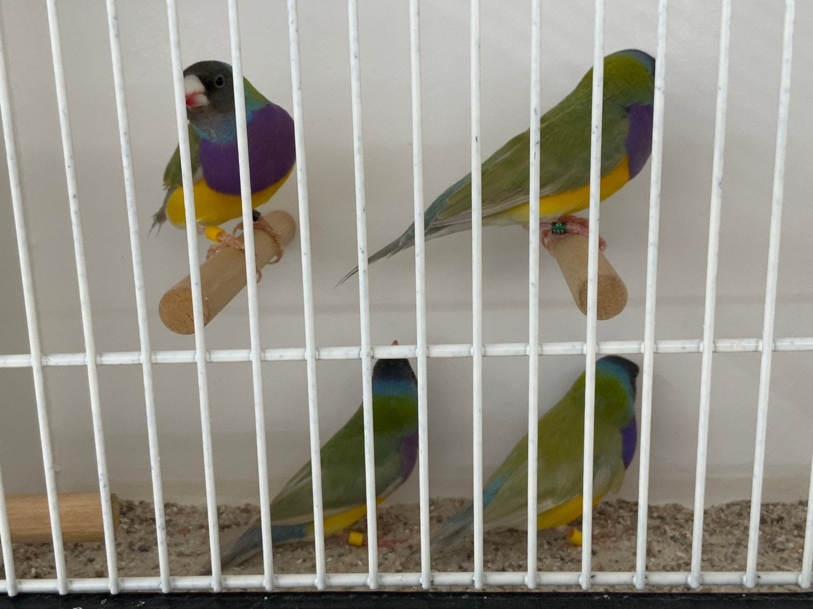 Gouldamadines, Goulds Te Koop Aangeboden., Meerdere dieren, Tropenvogel, Geringd