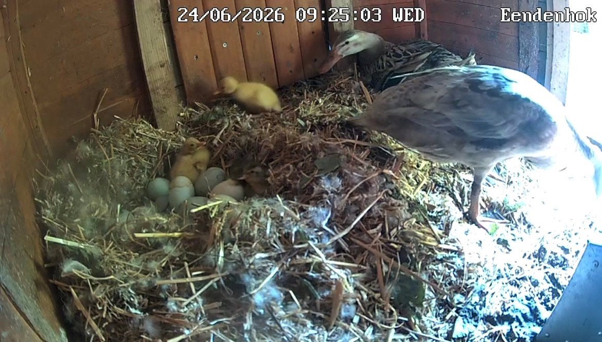 Loopeendenkuikens te koop, Meerdere dieren, Eend