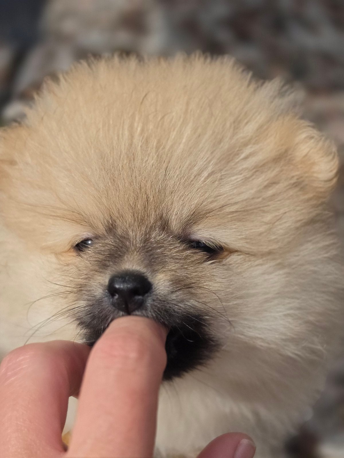 pomeriaan pups  reu, Parvo, Keeshond, 8 tot 15 weken, Meerdere