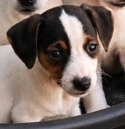 Nog 2 vrolijke Jack Russell pups zoeken nieuw personeel, Dieren en Toebehoren, Honden | Jack Russells en Terriërs, Parvo, Jack Russell Terriër