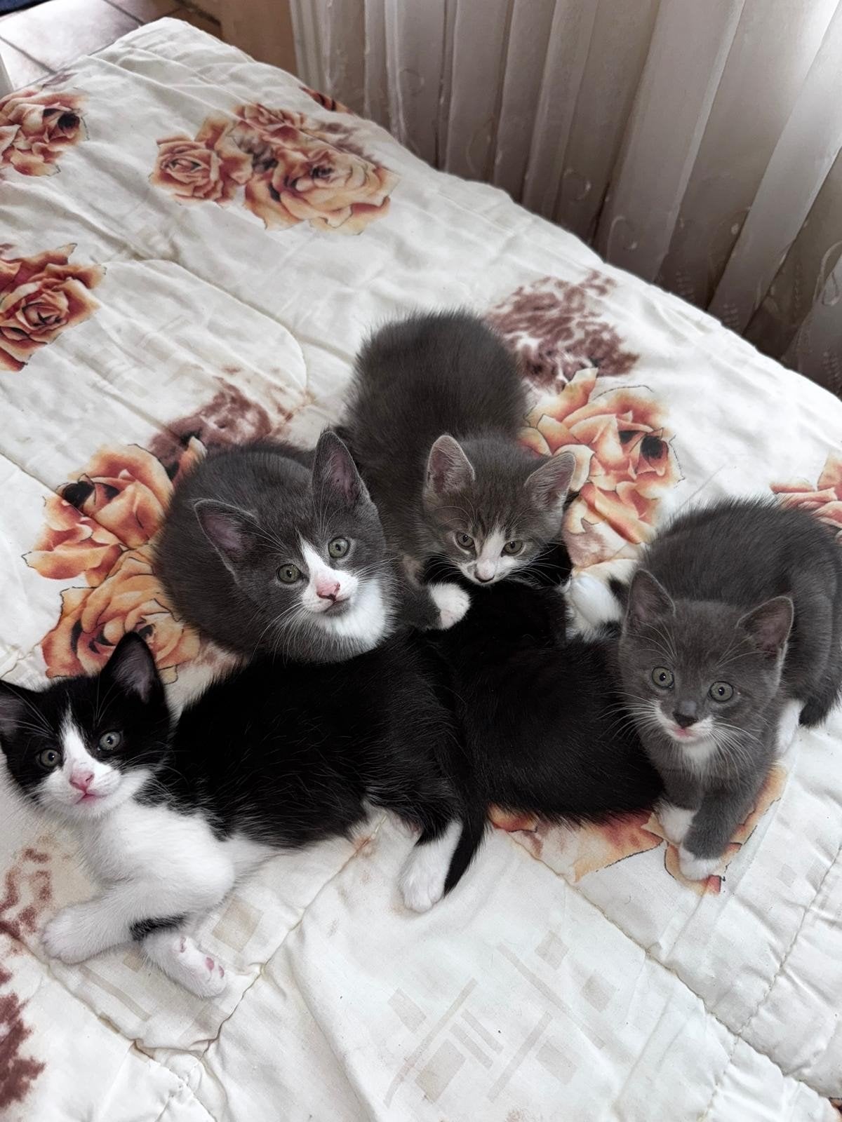 Lieve kittens zoeken een warm thuis, Dieren en Toebehoren, Katten en Kittens | Overige Katten, Geslacht onbekend