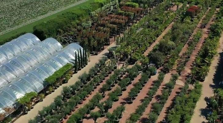 Italiaanse Cipres te Koop – Cupressus Sempervirens, Ophalen of Verzenden, In pot, Volle zon, Overige soorten