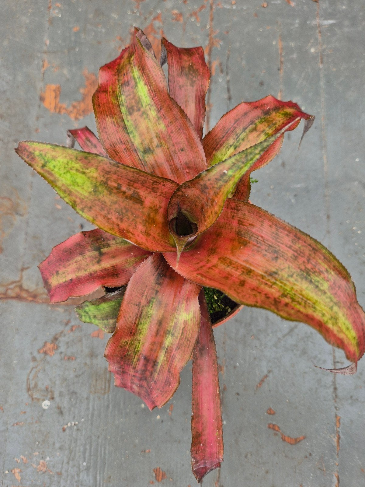 Cryptanthus p9 (3), Huis en Inrichting, Kamerplanten, Ophalen of Verzenden, Halfschaduw, Minder dan 100 cm