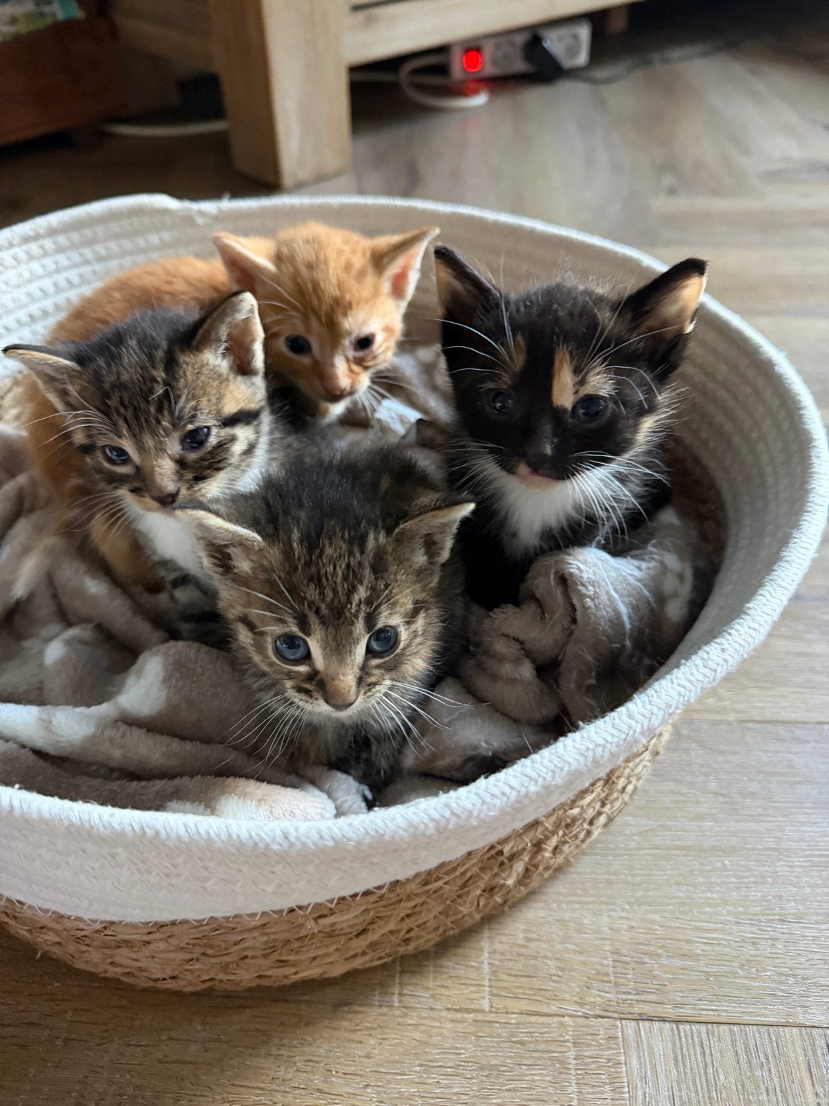 Lieve kittens, Meerdere dieren, 0 tot 2 jaar