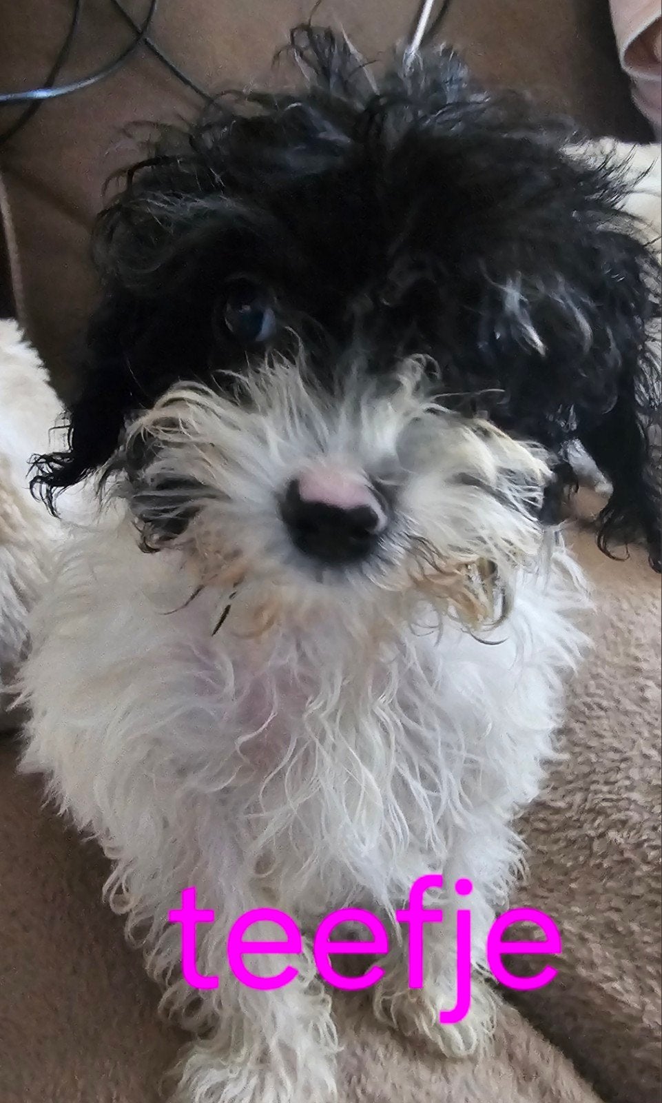 boomer (maltipoo), 8 tot 15 weken, Meerdere, Meerdere dieren, Klein