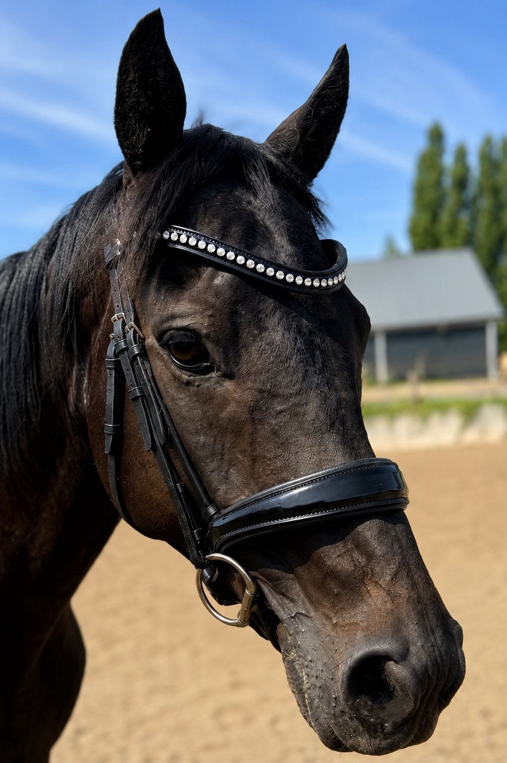 6-jarige Engelse Volbloed ruin | ca. 1,58 m, Minder dan 160 cm, Ruin, 3 tot 6 jaar, Recreatiepaard