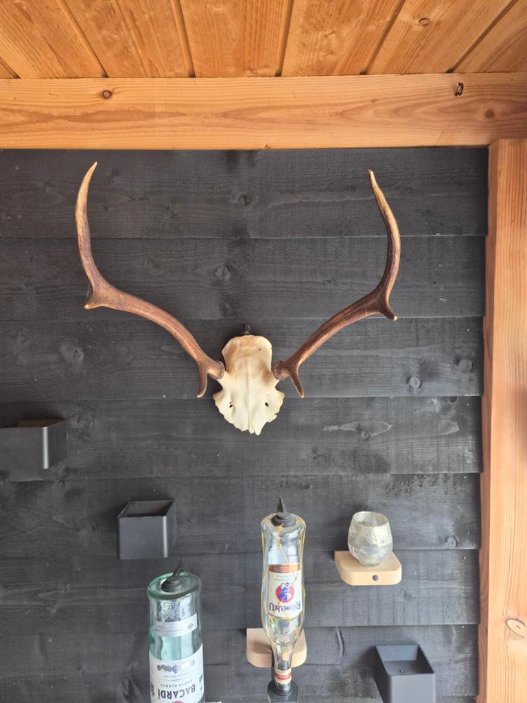 Herten Gewei Decoratie, Gebruikt, Ophalen of Verzenden, Landelijk, Natuurlijk materiaal