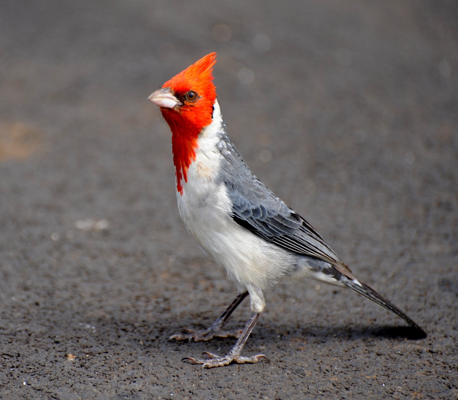 Div mooie kardinalen scherpe prijzen hardenberg, Dieren en Toebehoren, Meerdere dieren, Geringd