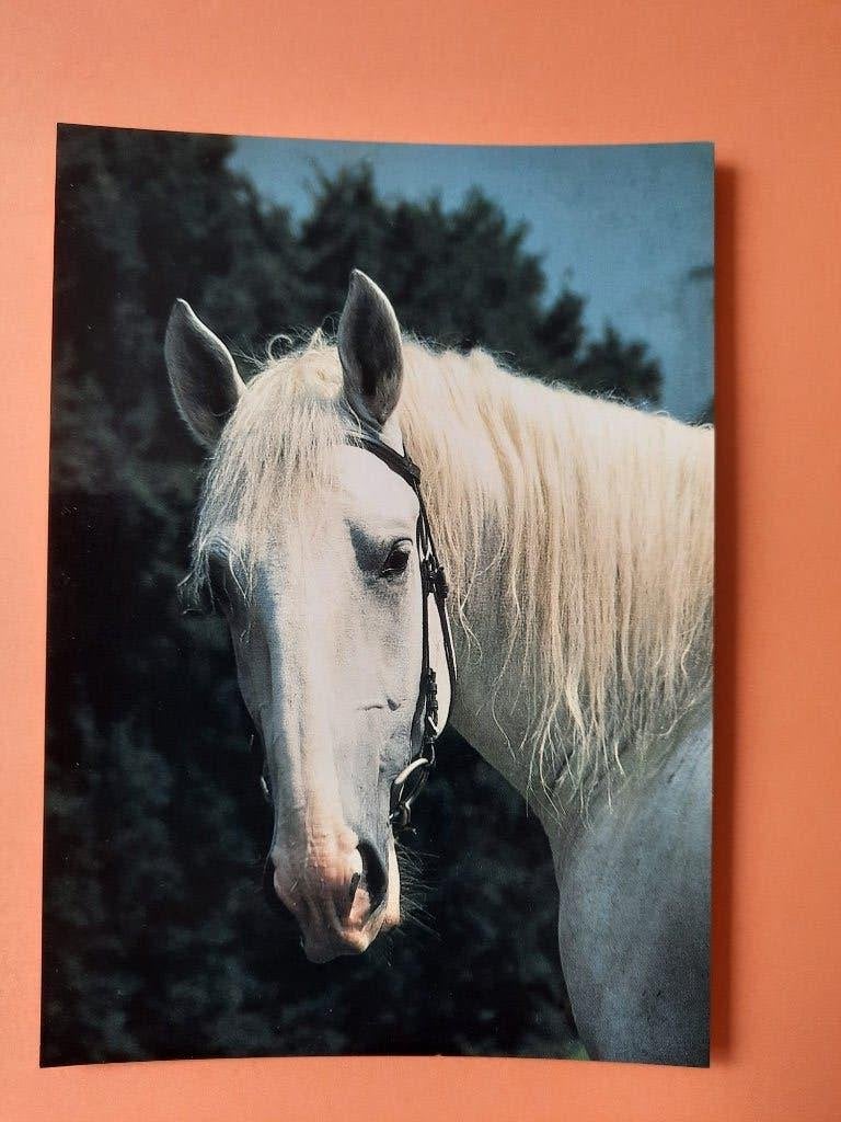 ansichtkaart paard veulen, Verzamelen, Ansichtkaarten | Dieren, Ophalen, 1980 tot heden, Ongelopen, Paard