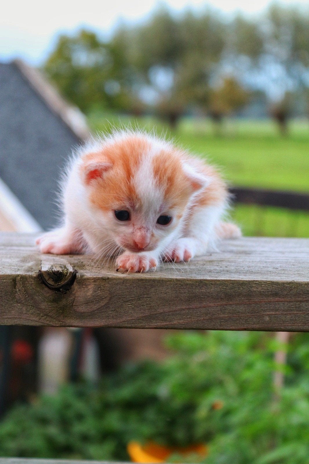 super lieve kittens te koop!️, Meerdere dieren, 0 tot 2 jaar