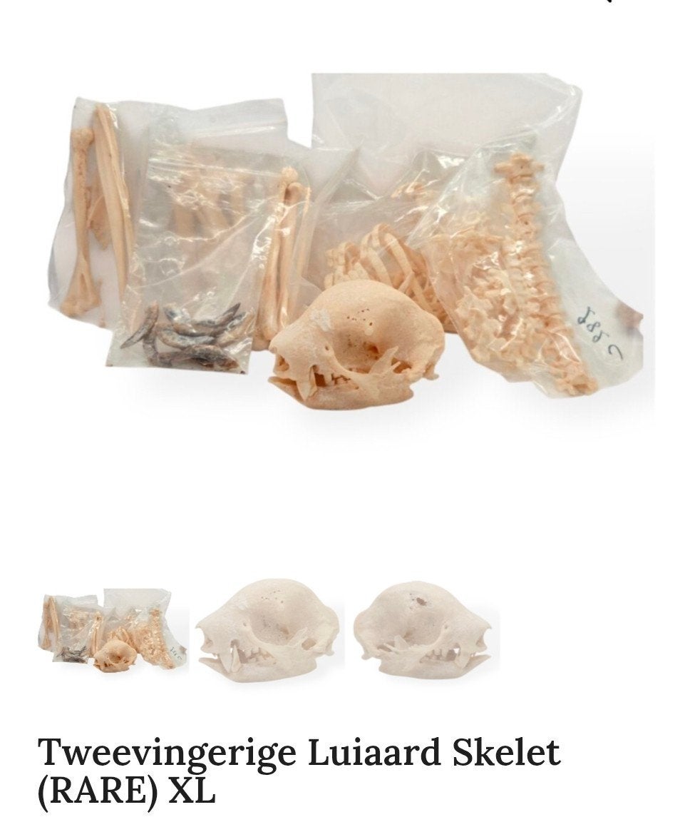 Compleet ongebouwd skelet Tweevingerige Luiaard. Schedel, Ophalen of Verzenden, Nieuw, Opgezet dier