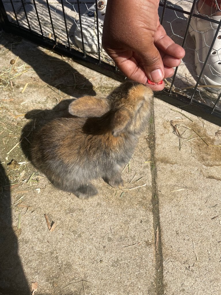 Konijn, Dieren en Toebehoren, Konijnen, Geslacht onbekend, Dwerg, Hangoor, 0 tot 2 jaar