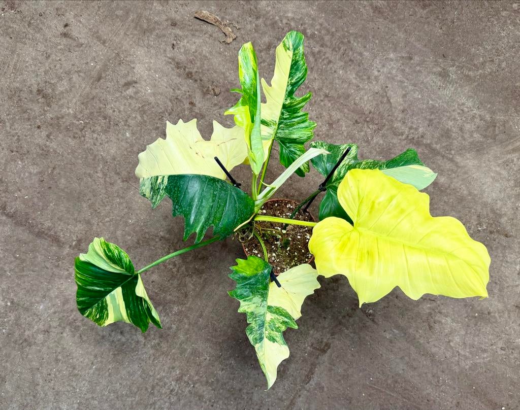 Philodendron Florida Beauty x Mayoi P15, Huis en Inrichting, Kamerplanten, Ophalen of Verzenden