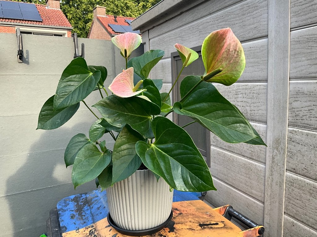 Flamingo plant kamer plant, Tuin en Terras, Planten | Tuinplanten, Ophalen, Zomer, Overige soorten, Halfschaduw