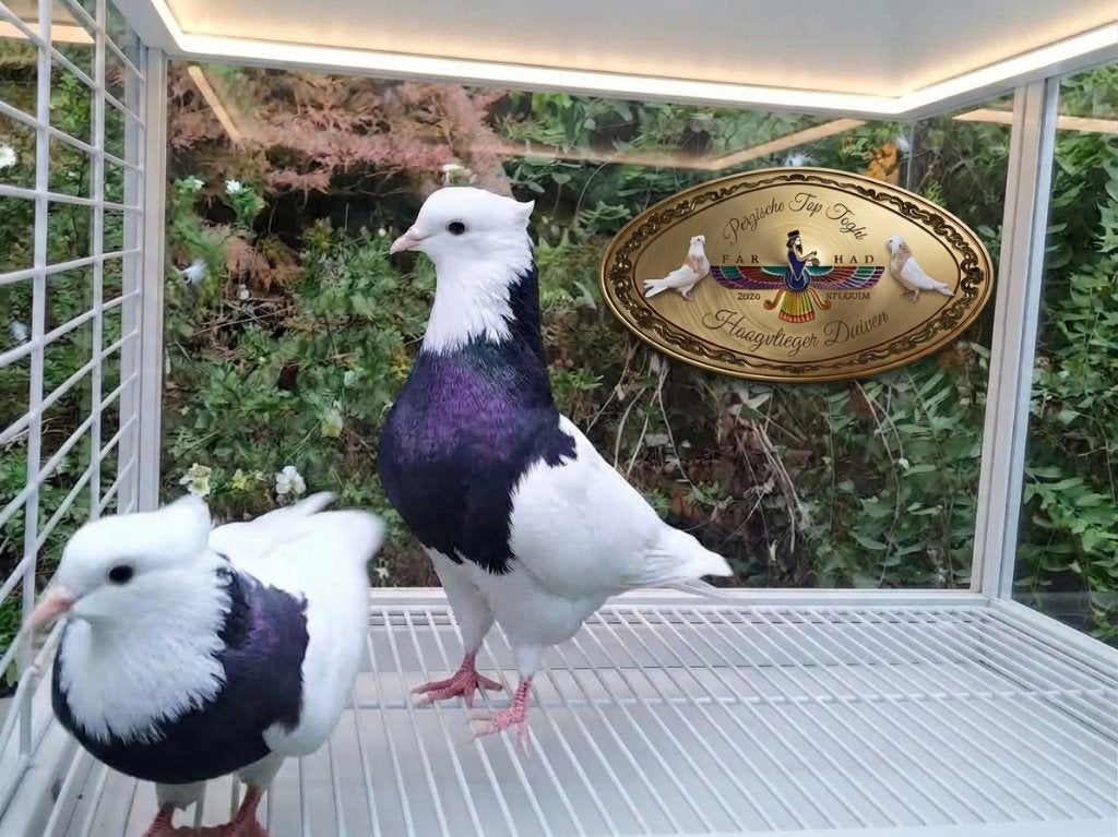 Duiven Perzische /Iraanse Hoogvlieger Toghi, Meerdere dieren, Tuimelaar of Roller