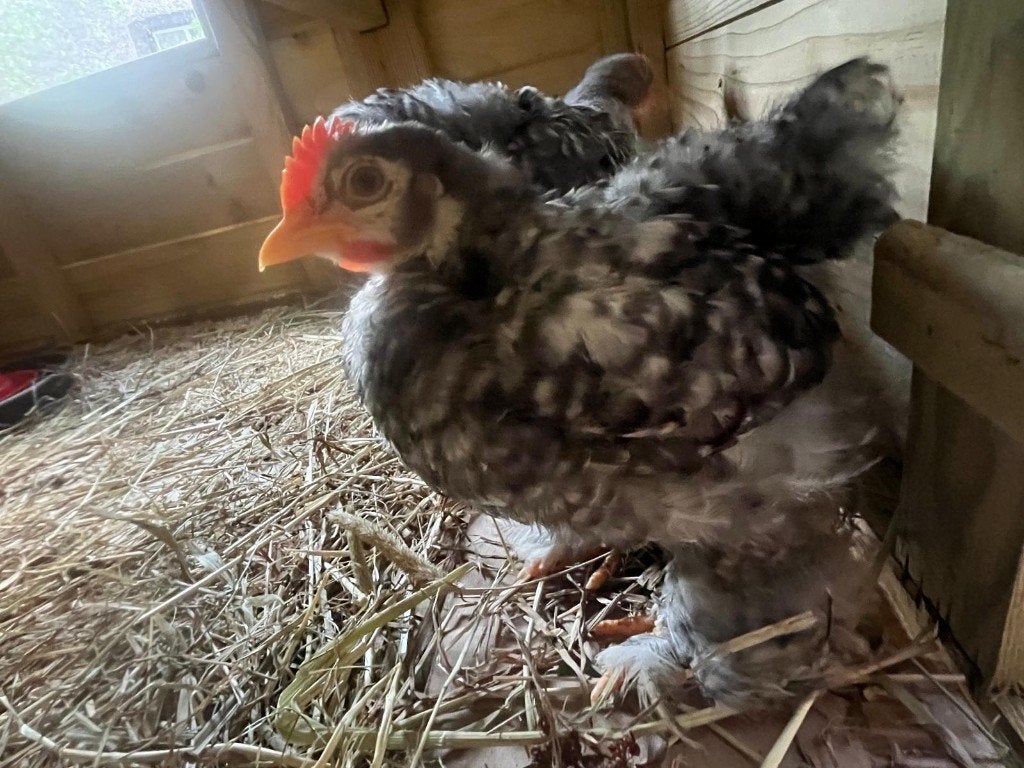 Haan Cochin Kriel, Dieren en Toebehoren, Mannelijk, Kip