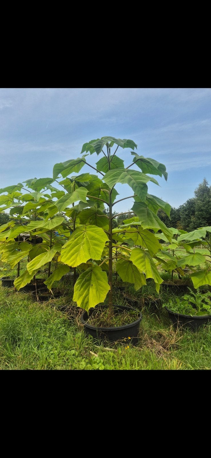 Paulownia boom - Keizersboom, Tuin en Terras, Overige soorten, Lente, 250 tot 400 cm, Ophalen