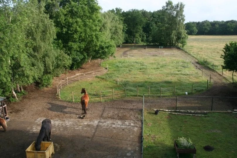 Op zoek naar een weide, Dieren en Toebehoren, Stalling en Weidegang