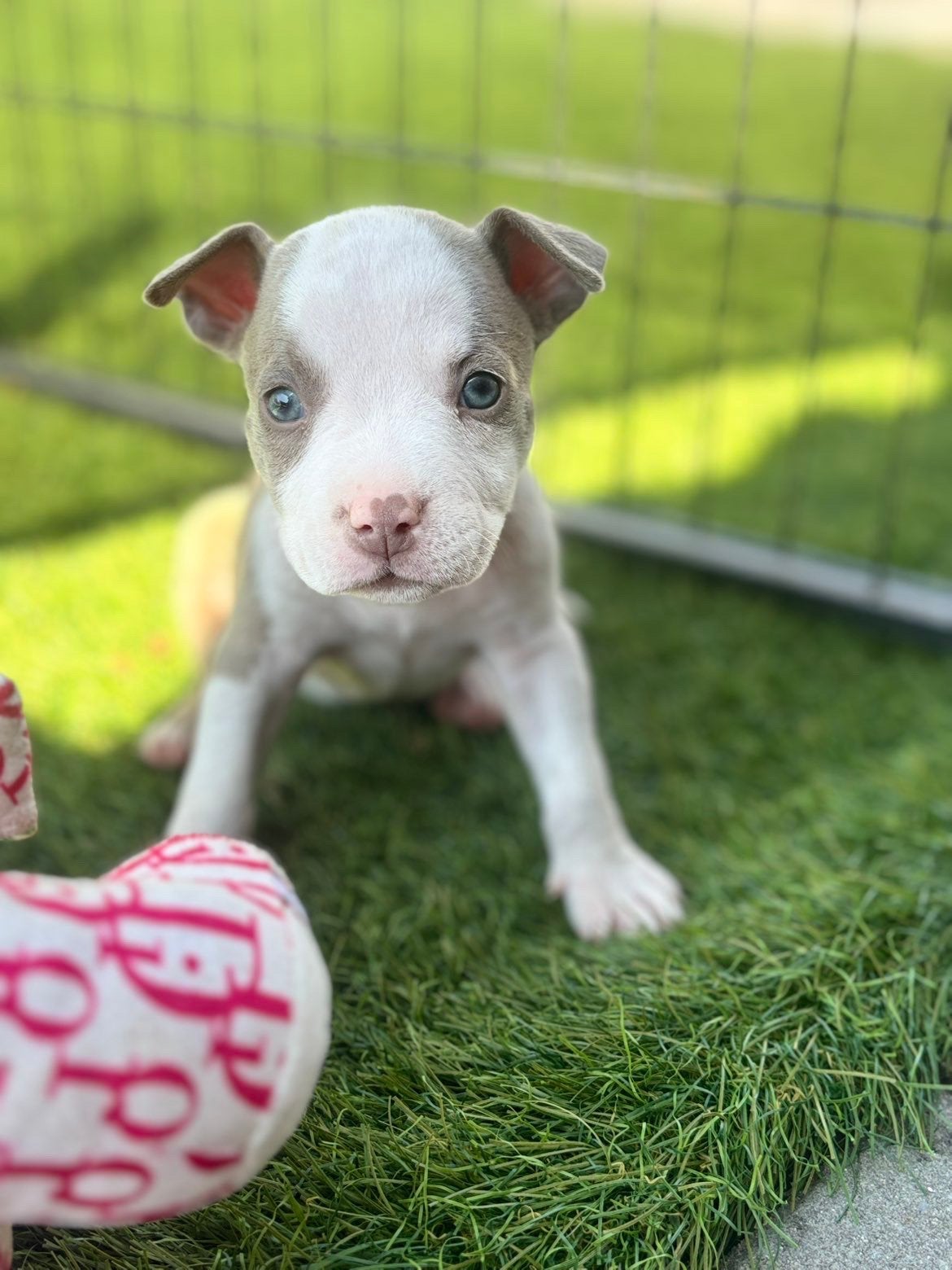 2x Amerikaanse pocket bully, Overige rassen, 8 tot 15 weken, Teef, Parvo