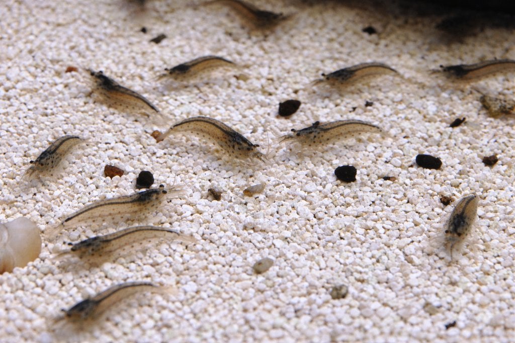 japonica garnalen, Dieren en Toebehoren, Vissen | Aquariumvissen, Kreeft, Krab of Garnaal, Zoetwatervis