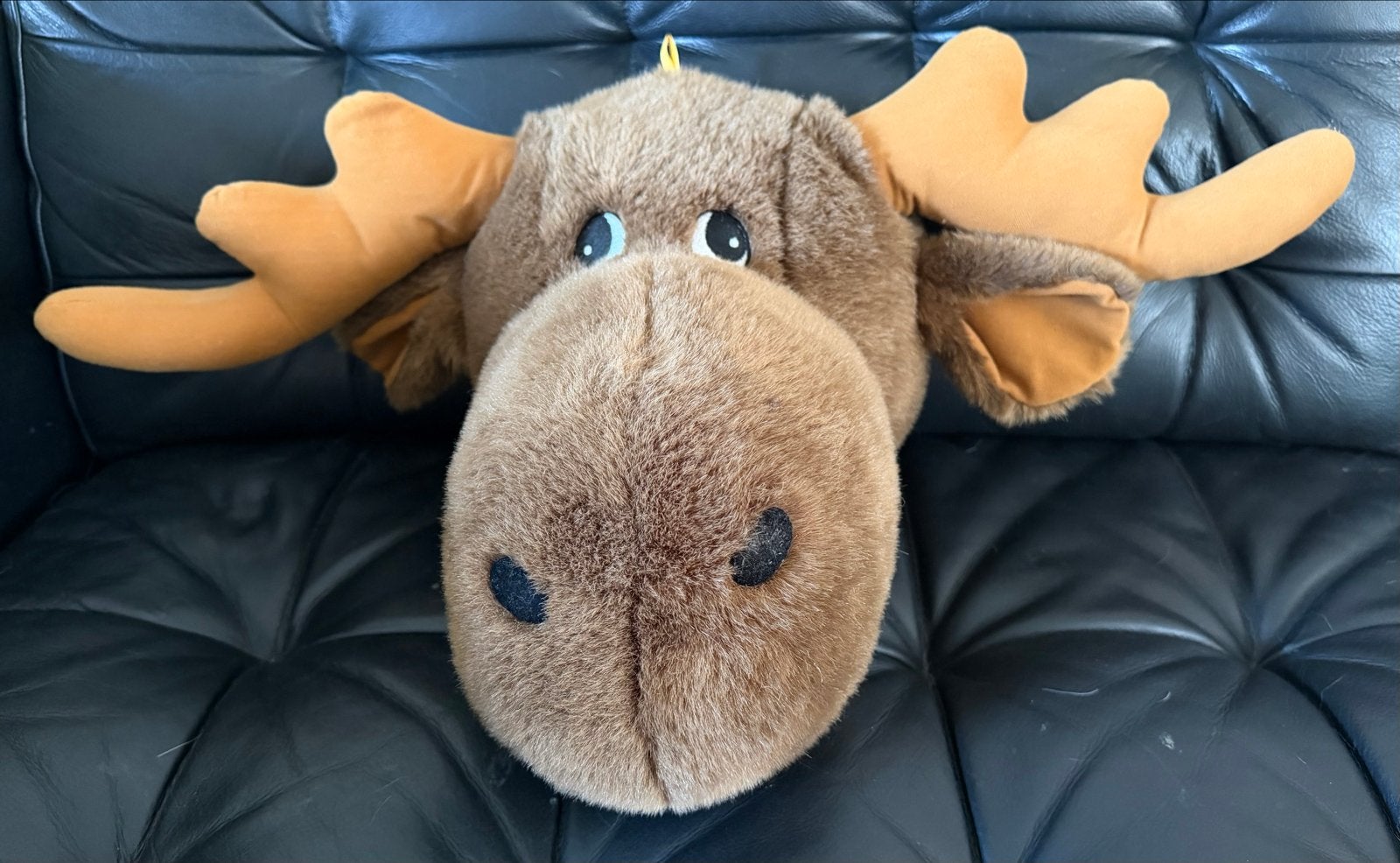 Grote pluche eland knuffel - wanddecoratie, Overige typen, Ophalen of Verzenden, Zo goed als nieuw, Middelgroot (20 tot 80 cm)