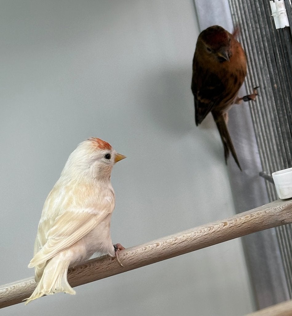 Barmsijsjes koppel, Dieren en Toebehoren, Vogels | Overige Vogels, Meerdere dieren