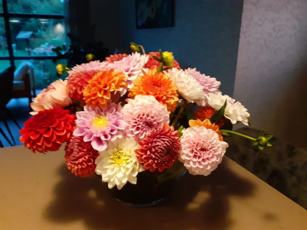 Dahlia's, Ophalen of Verzenden