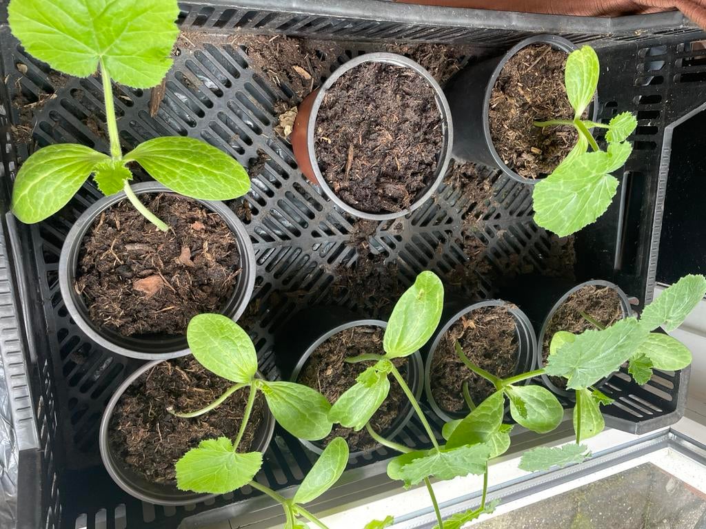 Courgette planten, Ophalen, Zo goed als nieuw