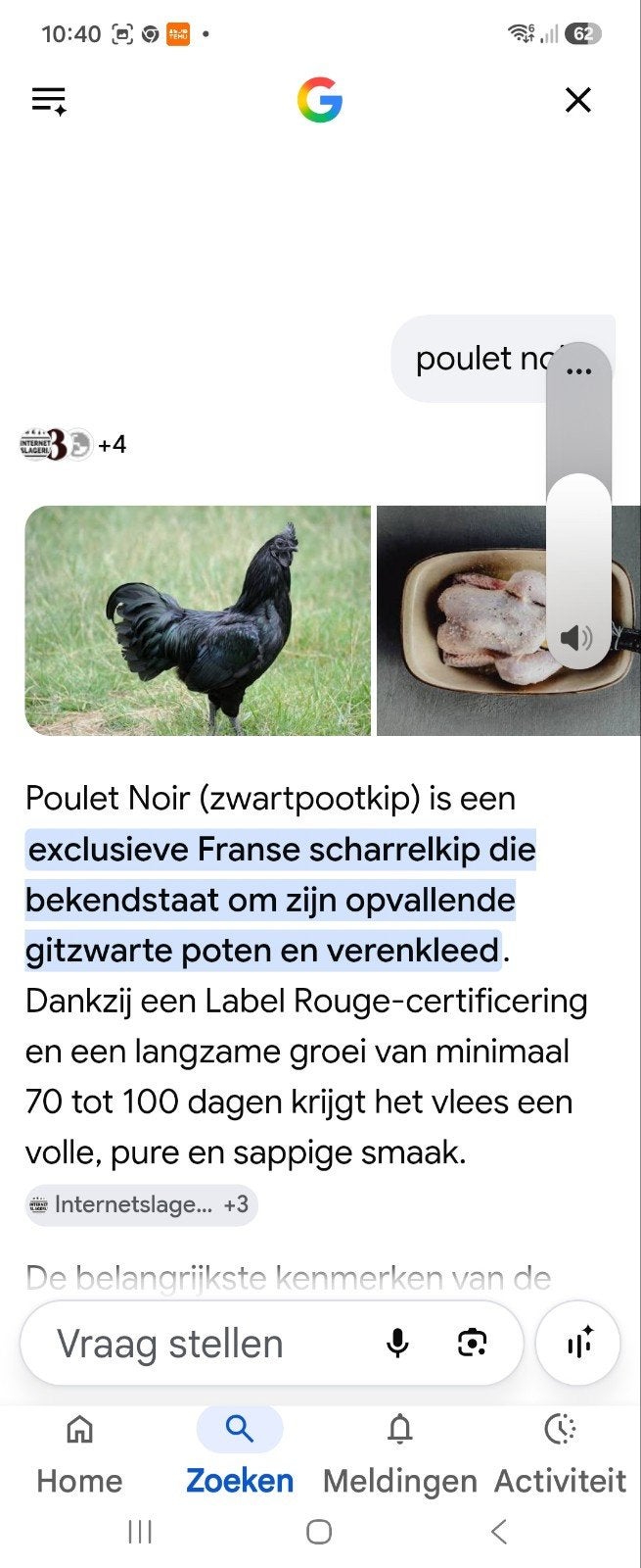 Gezocht zwartpoot kippen poule noir, Dieren en Toebehoren, Pluimvee, Vrouwelijk, Kip