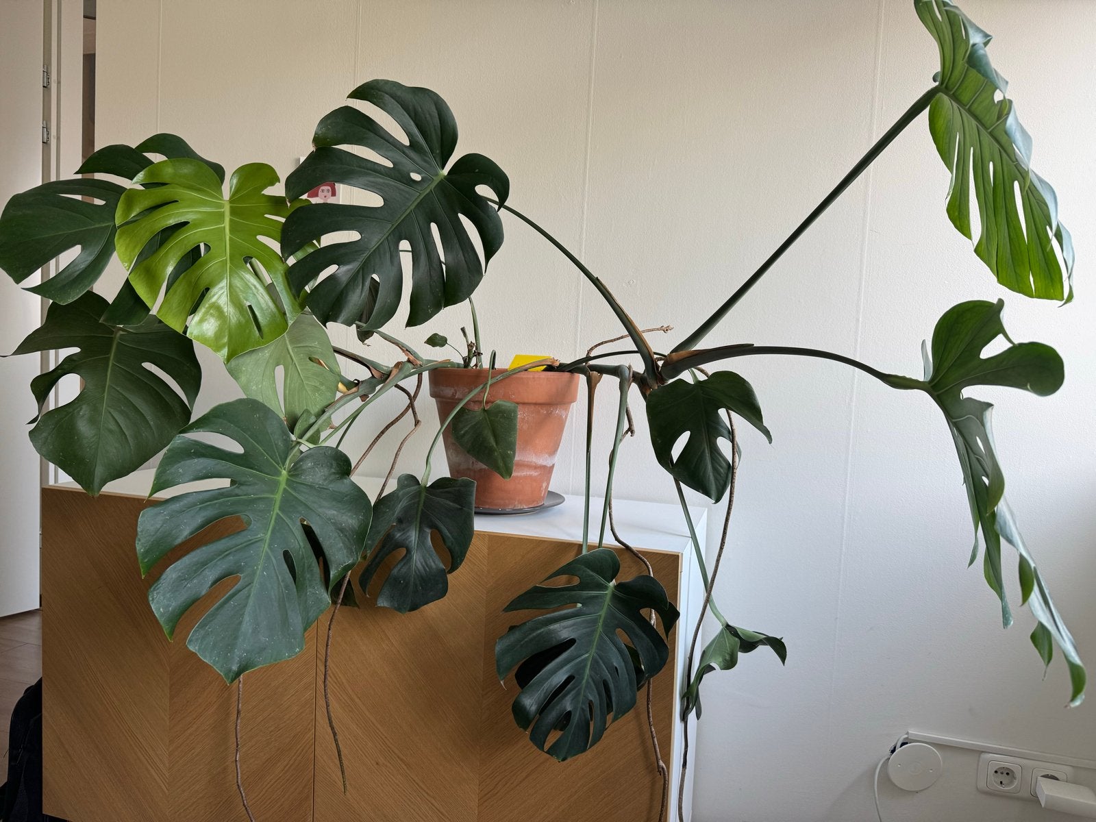 Kamerplant Grote Monstera Deliciosa - Kamerplant, Tuin en Terras, Vaste plant, Bloeit niet, Halfschaduw, Ophalen