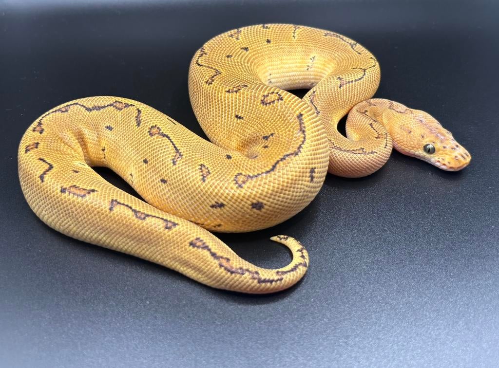 1.0 Pinstripe Clown het Hypo ball python regius te koop Ball Python - male for sale from RPM