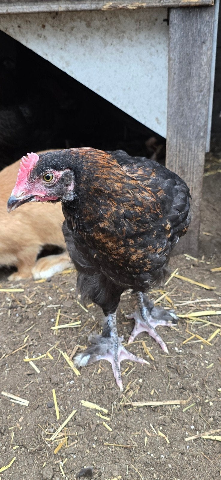 Jonge Maran haan, Dieren en Toebehoren, Mannelijk, Kip