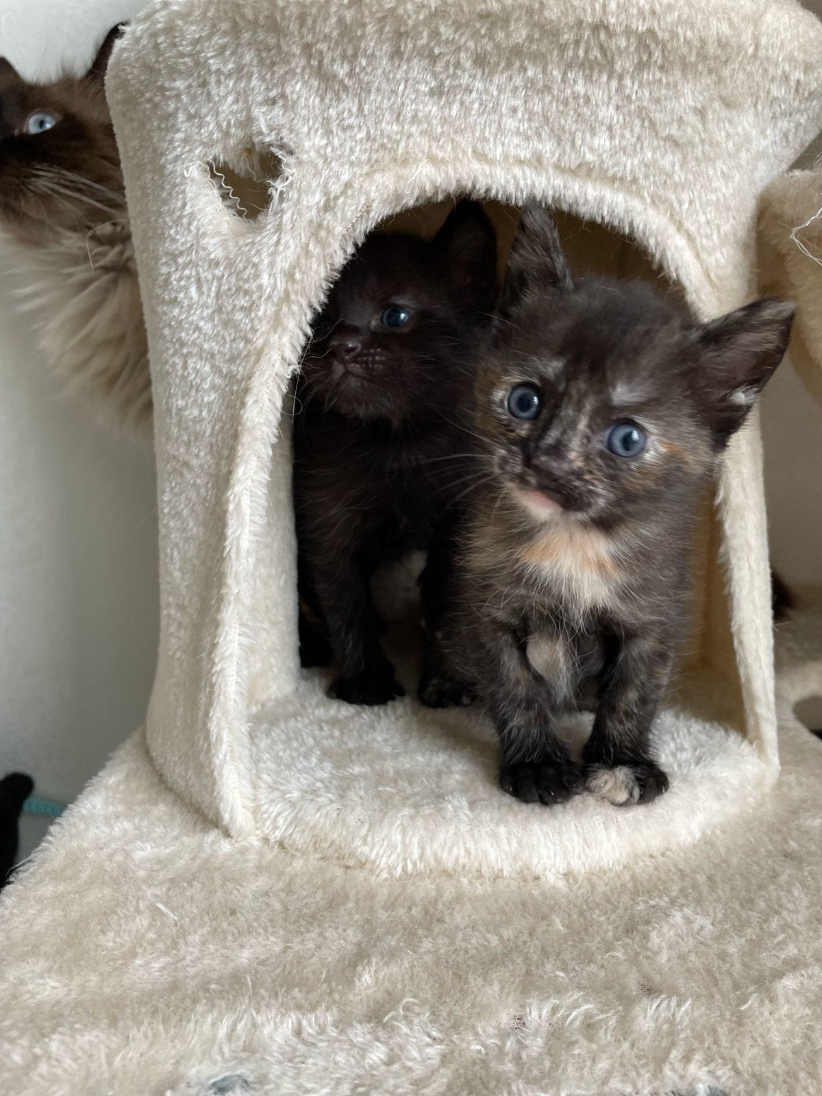 Mooie kitten van siamees moeder, Poes