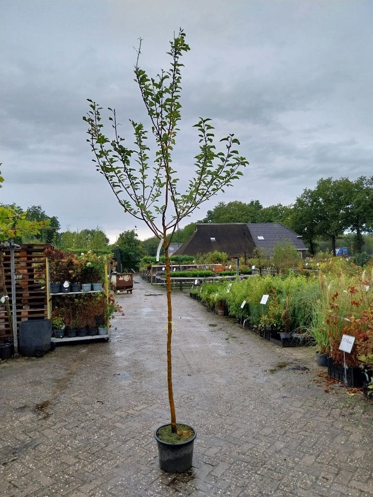 diverse soorten hoogstam fruitbomen appel,peer,pruim,kers, Overige soorten, Lente, 250 tot 400 cm, Ophalen