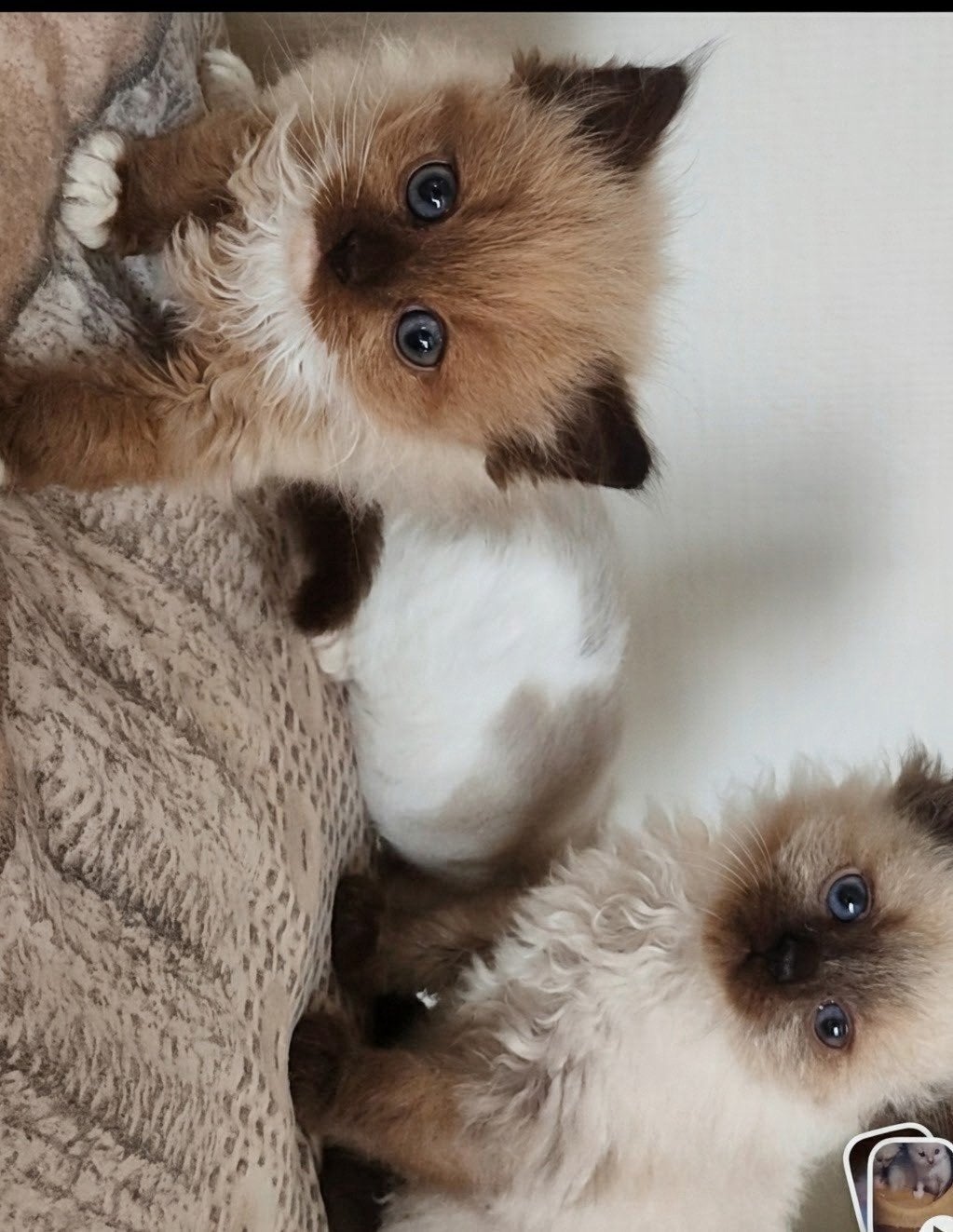 Ragdoll kittens met stamboom, Meerdere dieren, Met stamboom, 0 tot 2 jaar