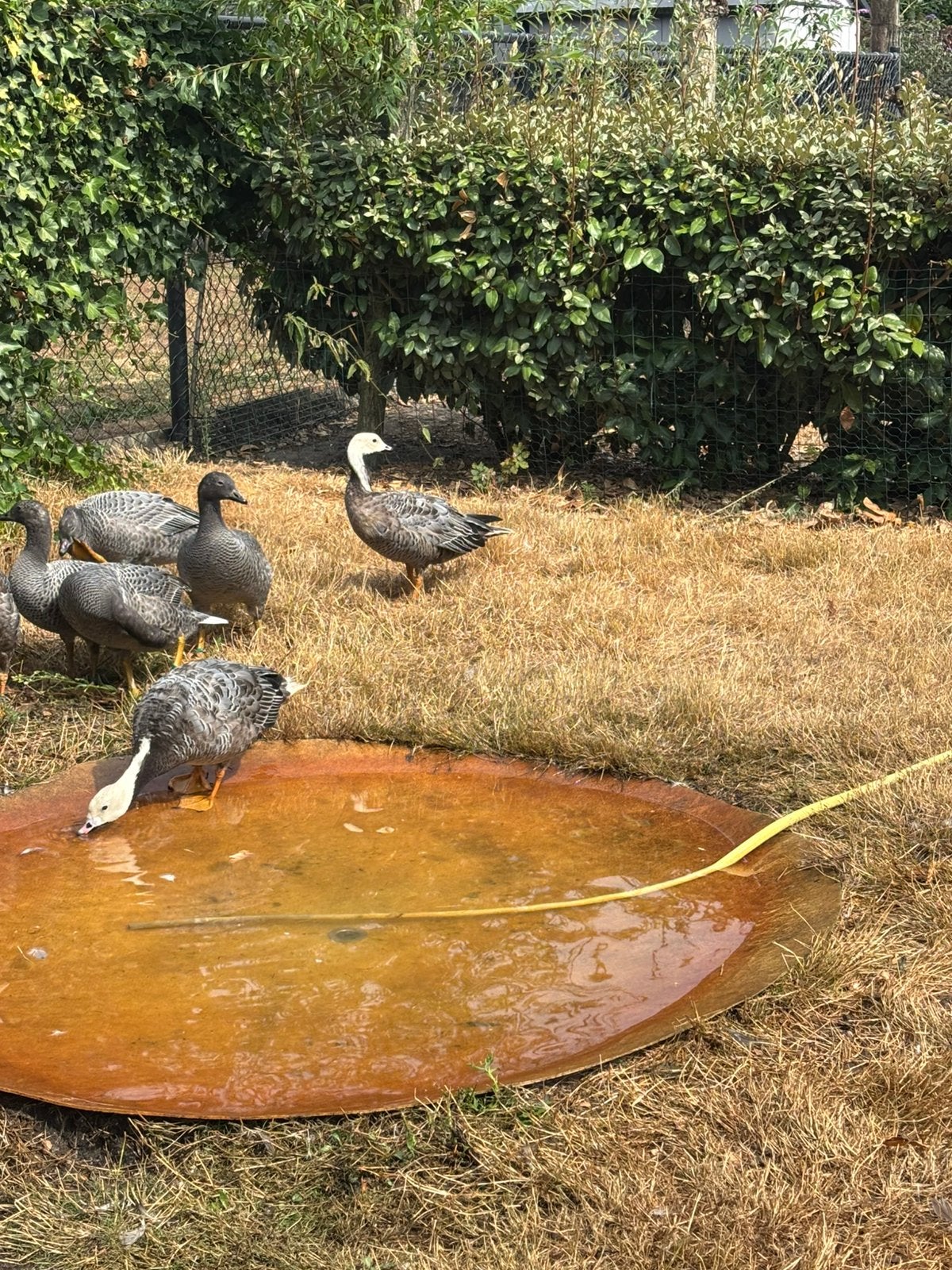 Jonge keizerganzen, Dieren en Toebehoren, Pluimvee, Meerdere dieren, Gans of Zwaan