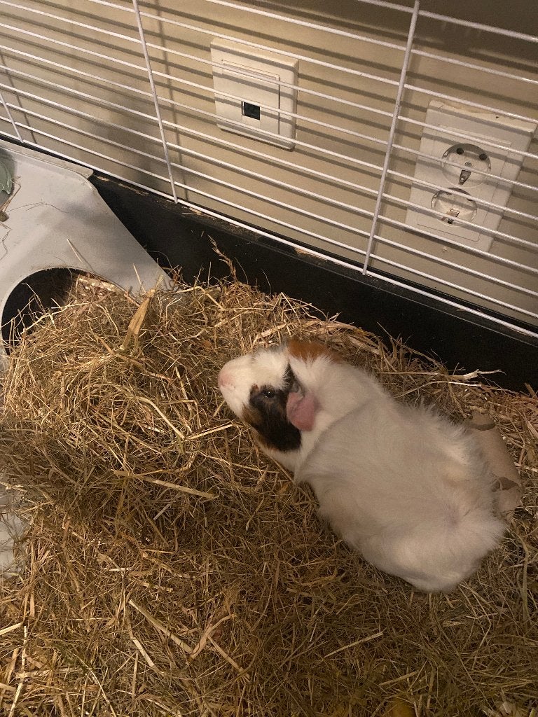 Cavia beer ( 3 kleur ) 1 jaar oud, Cavia, Mannelijk, Tam, September