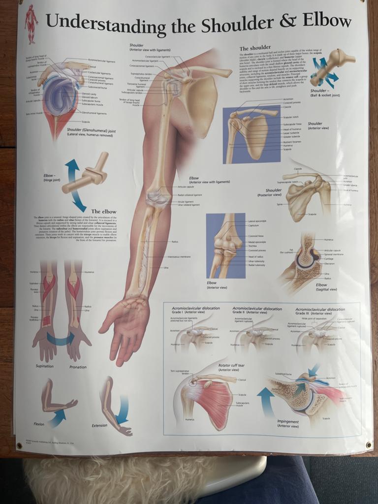 Anotomische Medische leerkaart schouder elleboog, Diversen, Ophalen of Verzenden, Gebruikt