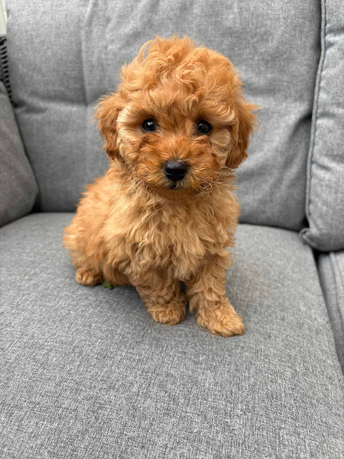 Toypoedel puppys poedel, Poedel, Parvo, Reu, 8 tot 15 weken