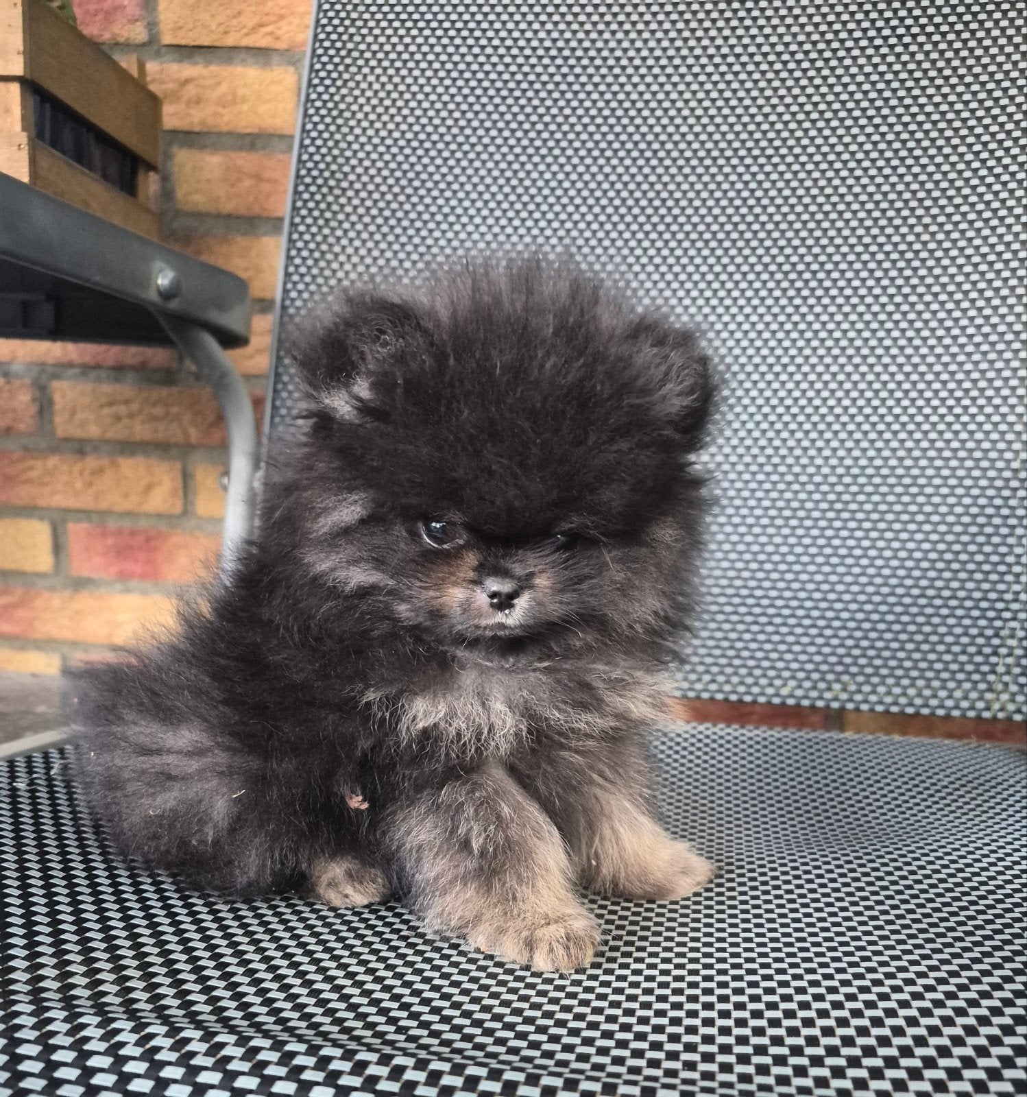 Mini pomeriaan reu 11 weken., Fokker | Hobbymatig, Keeshond, 15 weken tot 1 jaar, Reu