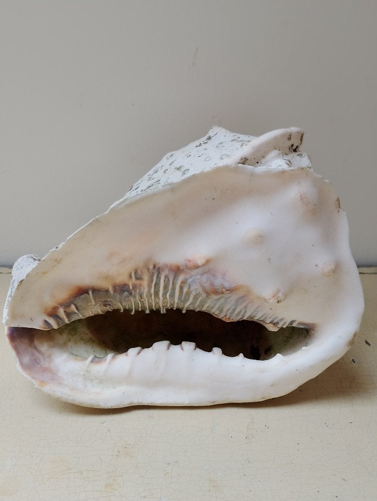Schelp zeeslak Cassis beter bekend als een helmschelp, Ophalen of Verzenden, Schelp(en)